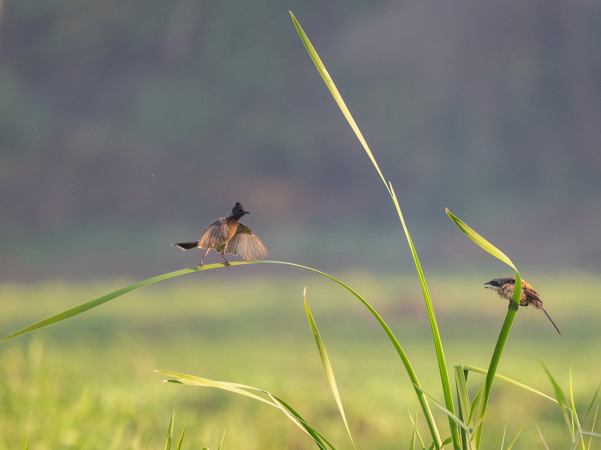 Long-tailed Shrike - ML425959161