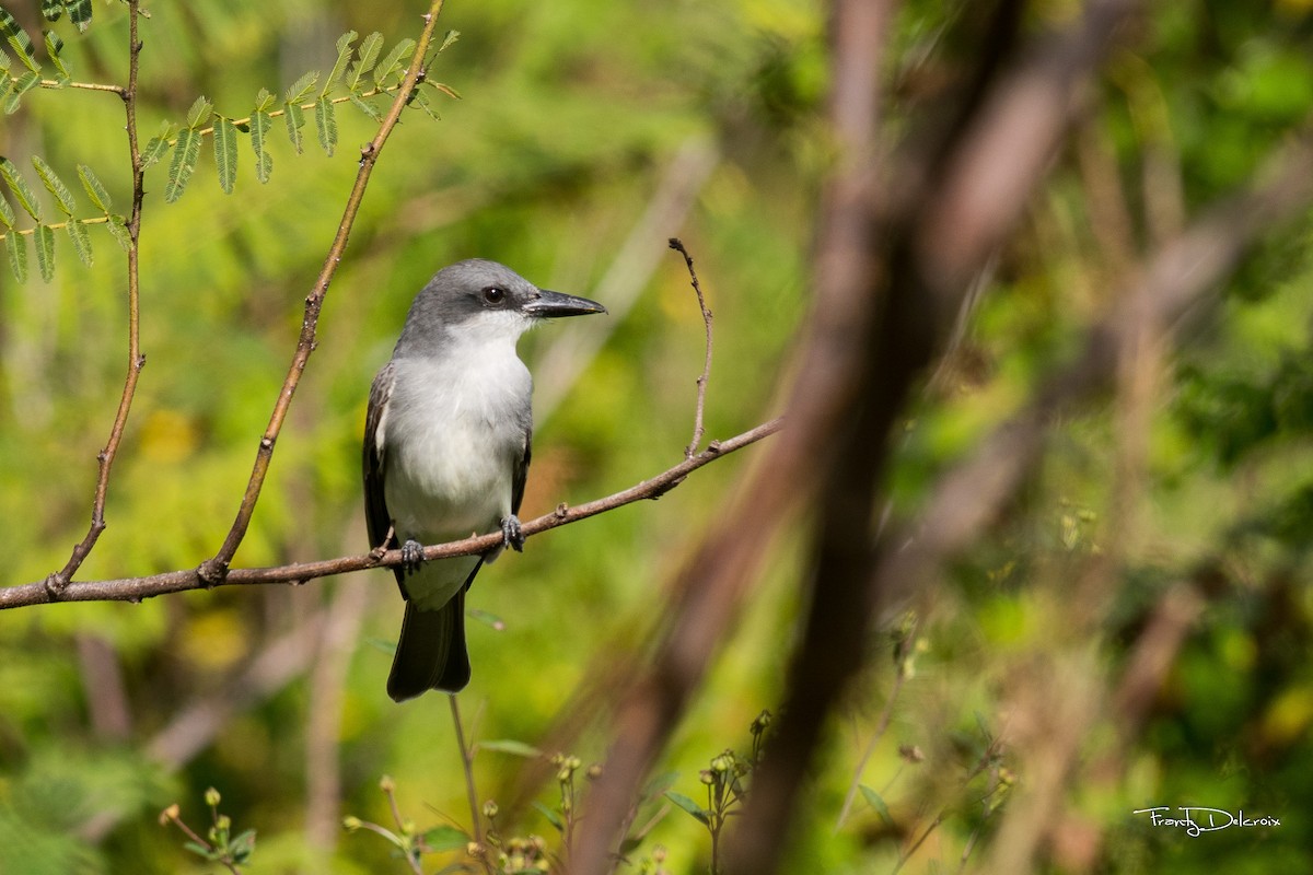 Gray Kingbird - Frantz Delcroix (Duzont)