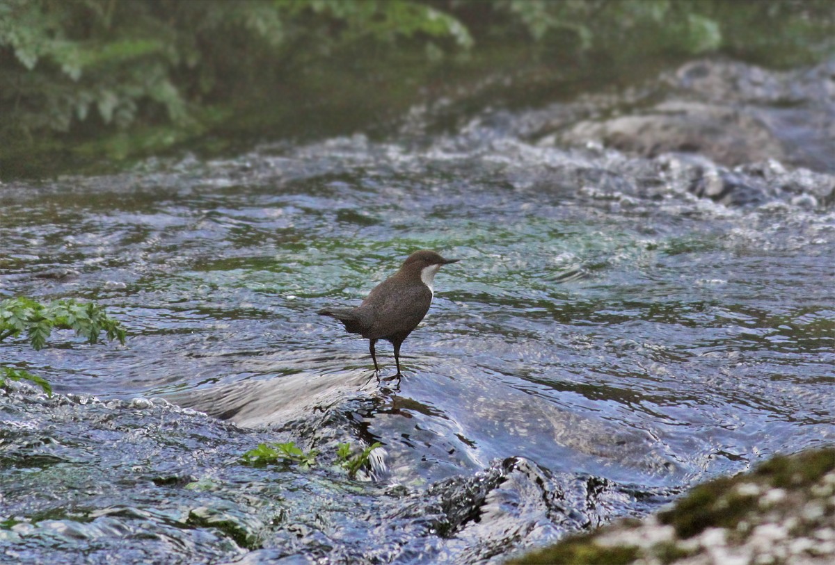 White-throated Dipper - ML425959461