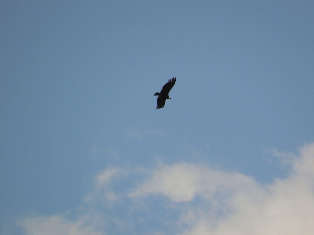 Condor des Andes - ML42596091