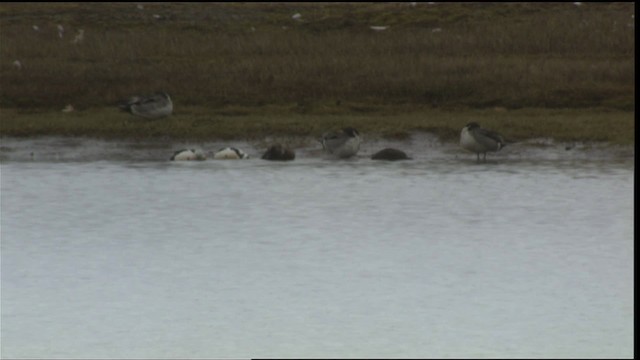 Steller's Eider - ML425961