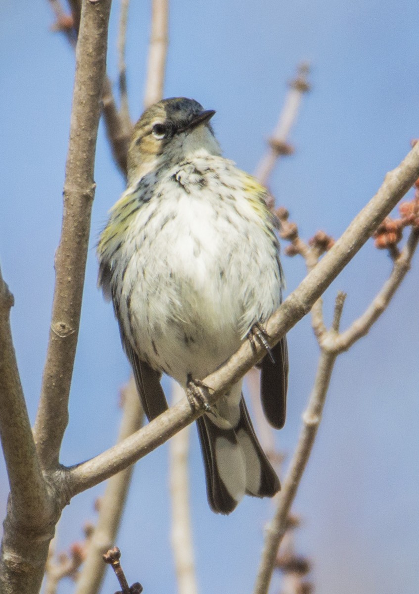 Yellow-rumped Warbler - ML425961051