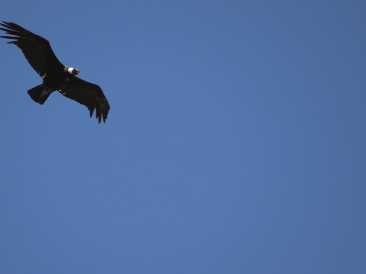 Condor des Andes - ML42596141