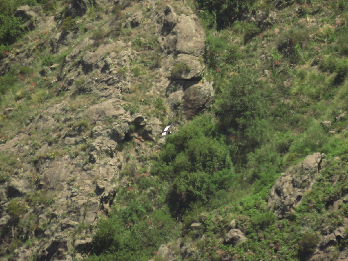 Andean Condor - Teresa Pegan 🦋