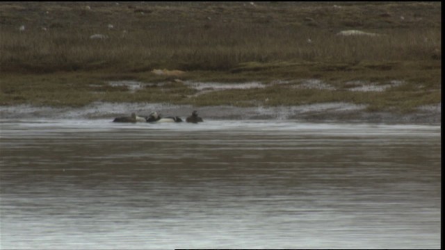 Steller's Eider - ML425963