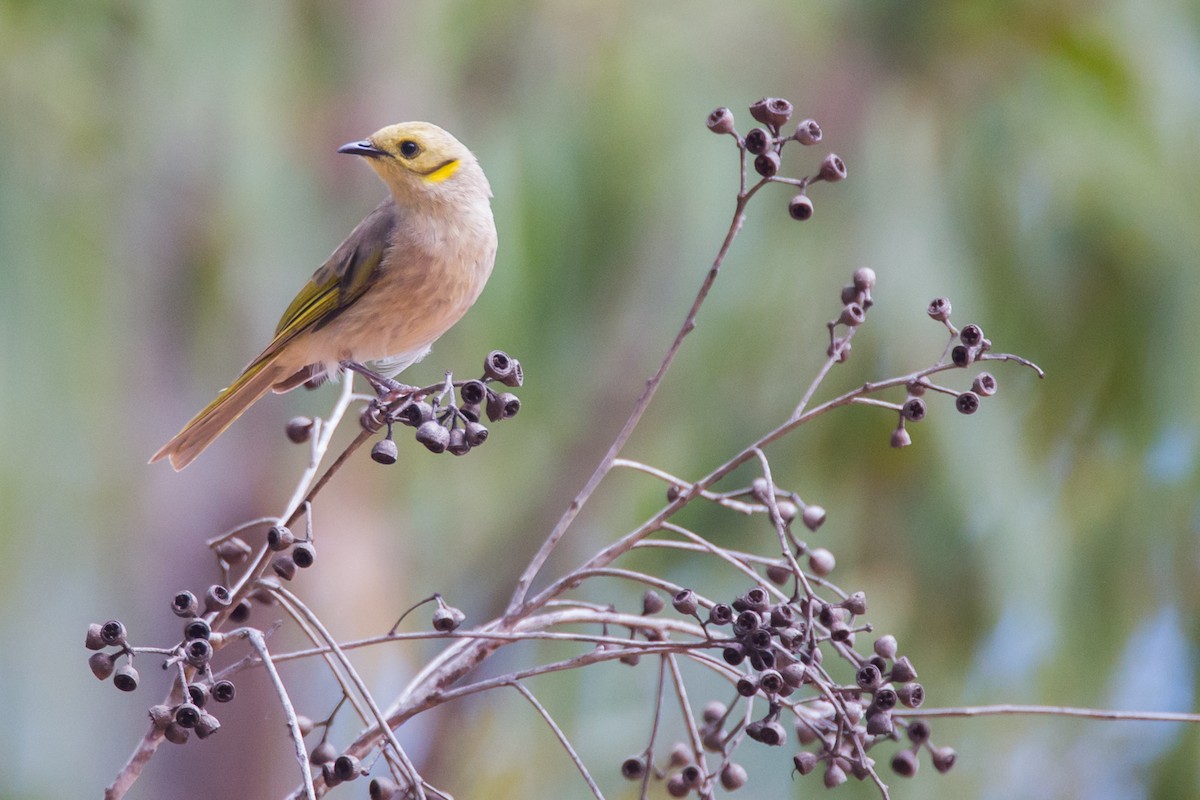 Yellow-tinted Honeyeater - County Lister Brendan