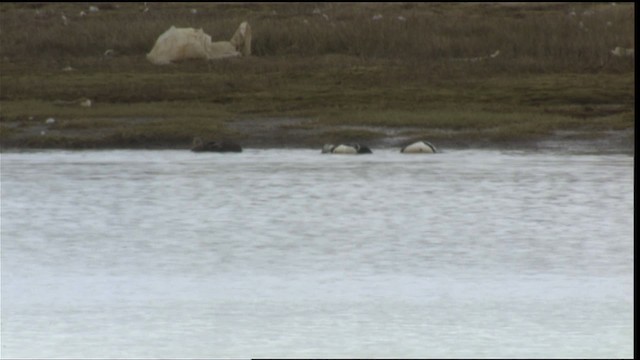 Steller's Eider - ML425965