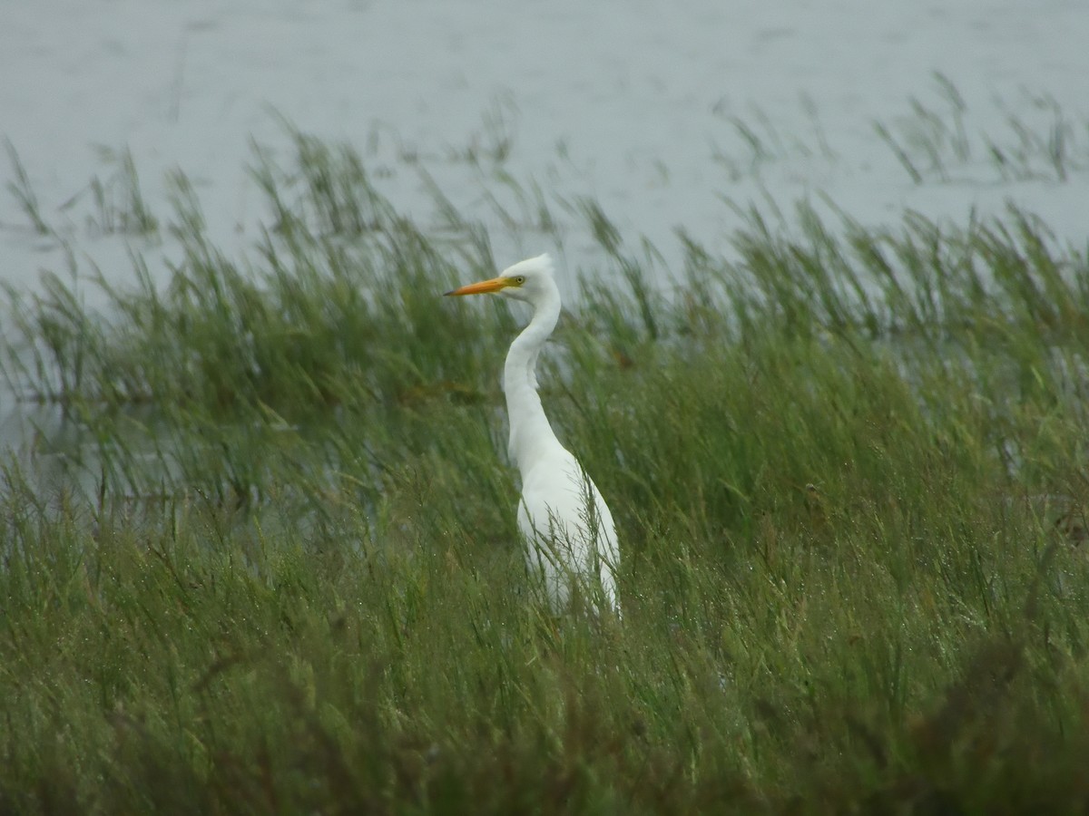 Medium Egret - ML425965381