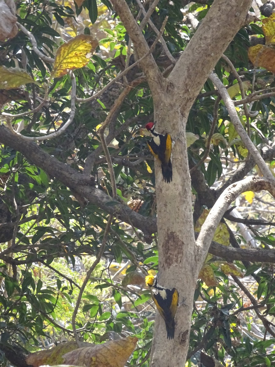 White-naped Woodpecker - ML425965521