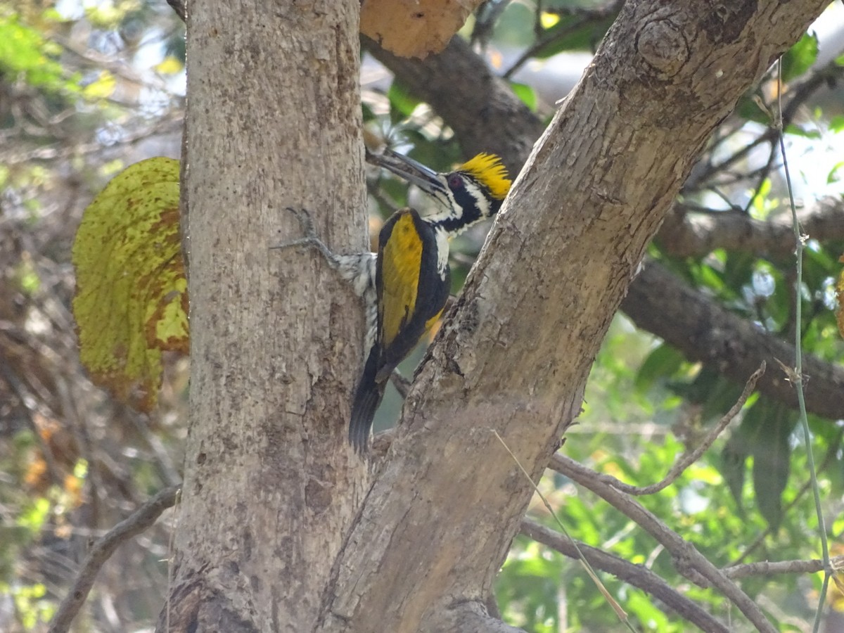 White-naped Woodpecker - ML425965551