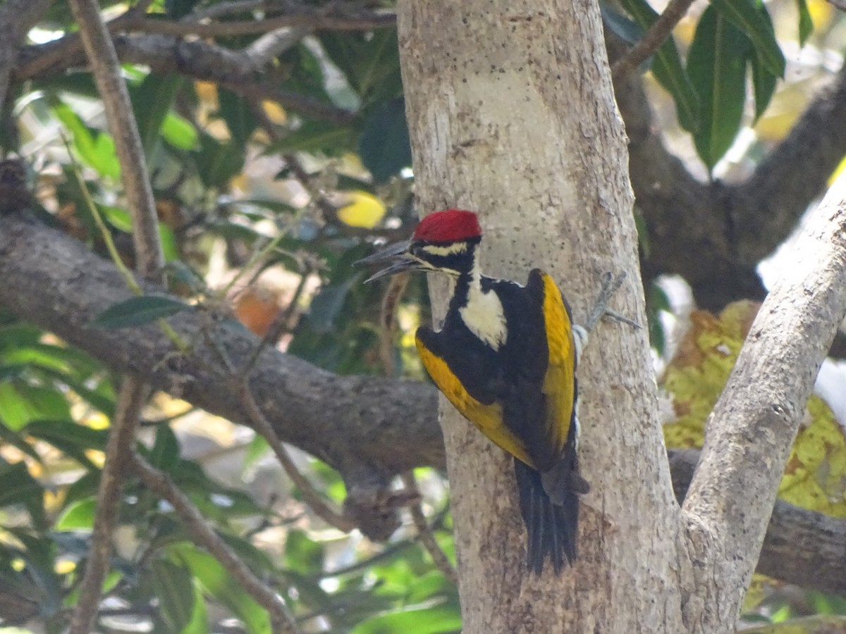 White-naped Woodpecker - ML425965561