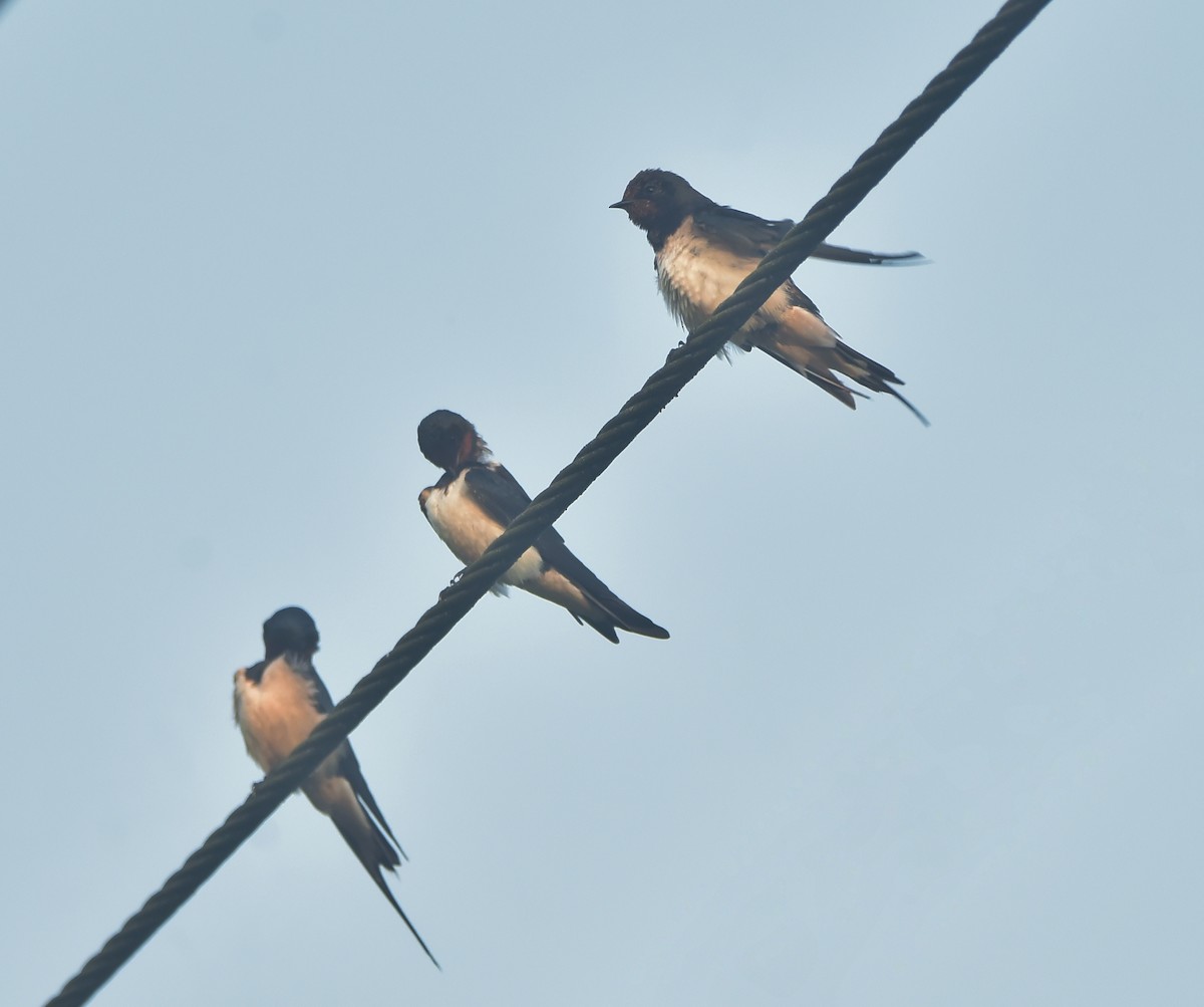 Barn Swallow - ML425965941