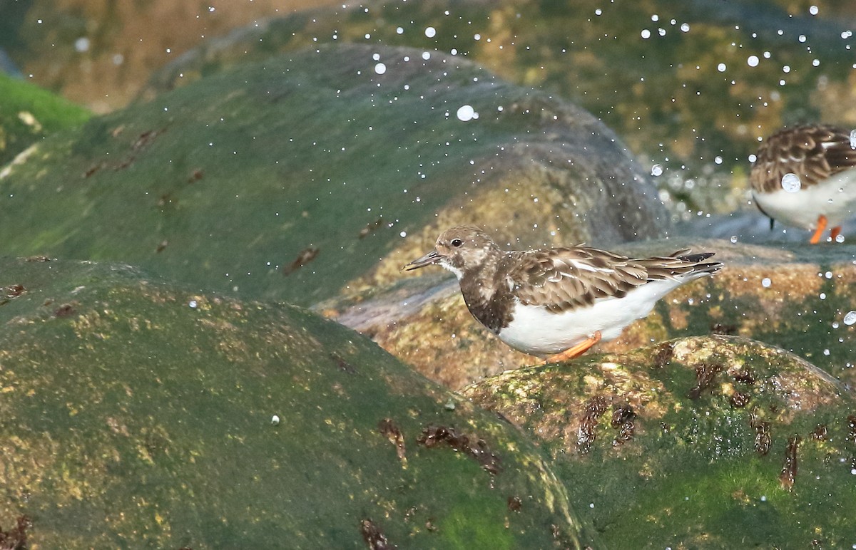 Ruddy Turnstone - ML425966621