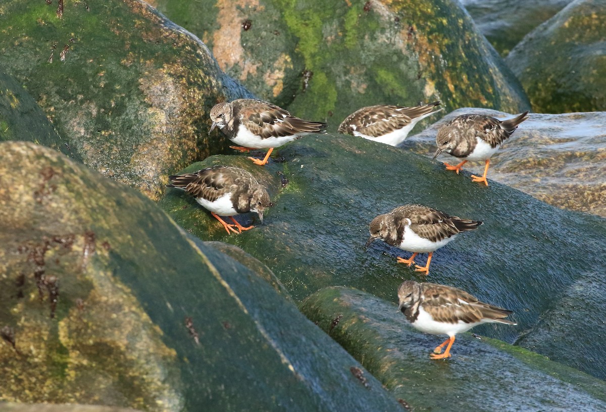 Ruddy Turnstone - ML425966641