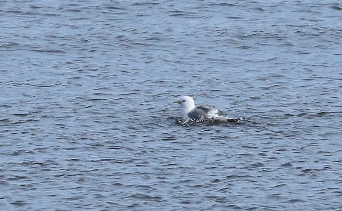 Black-legged Kittiwake - Paul (Mac) Smith   🦅