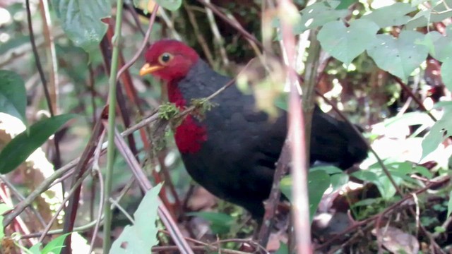 Crimson-headed Partridge - ML425967901