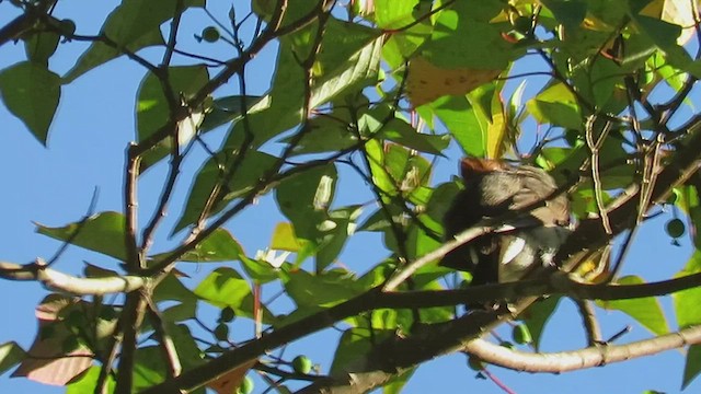 Chestnut-crested Yuhina - ML425968581