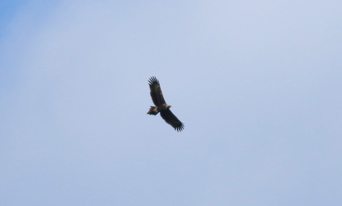 Wedge-tailed Eagle - Vicki Stokes