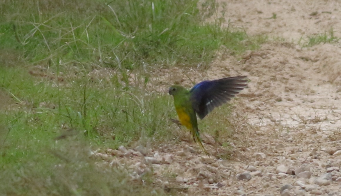 Turquoise Parrot - Vicki Stokes