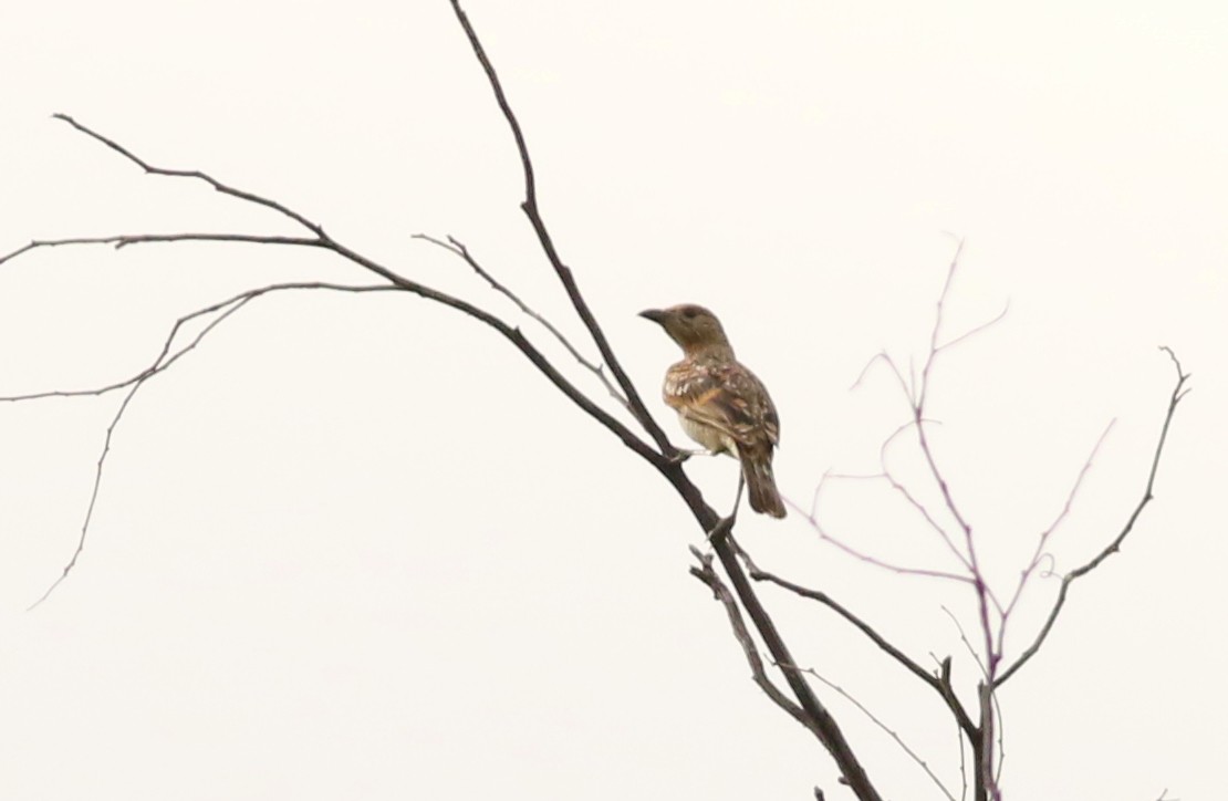 Spotted Bowerbird - Vicki Stokes