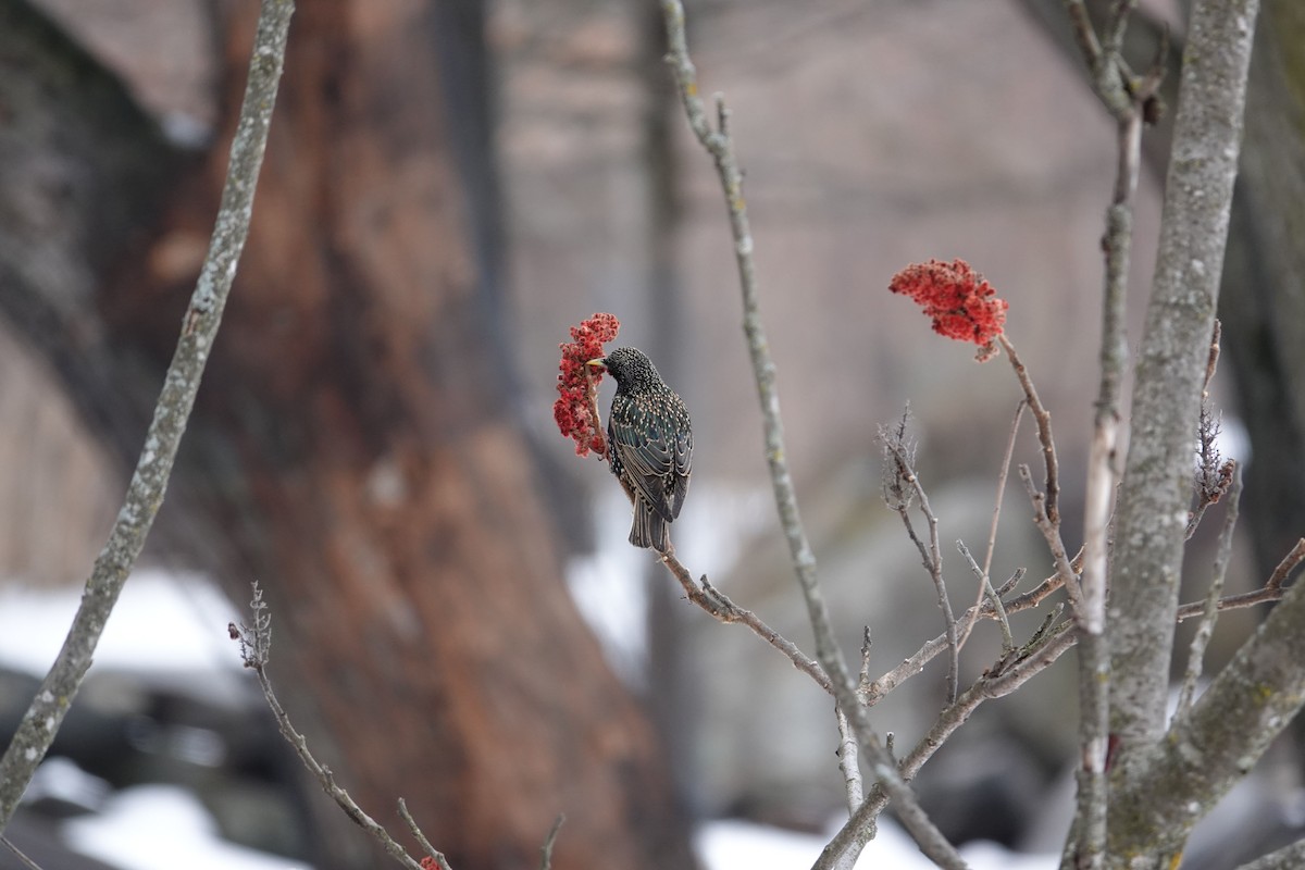 European Starling - ML425970121