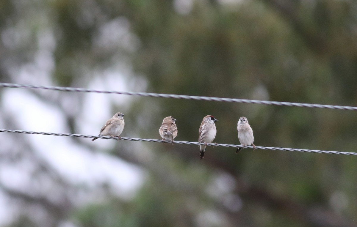 Plum-headed Finch - ML425970541