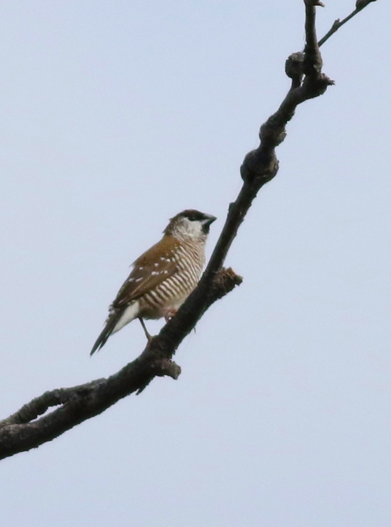 Plum-headed Finch - ML425970601