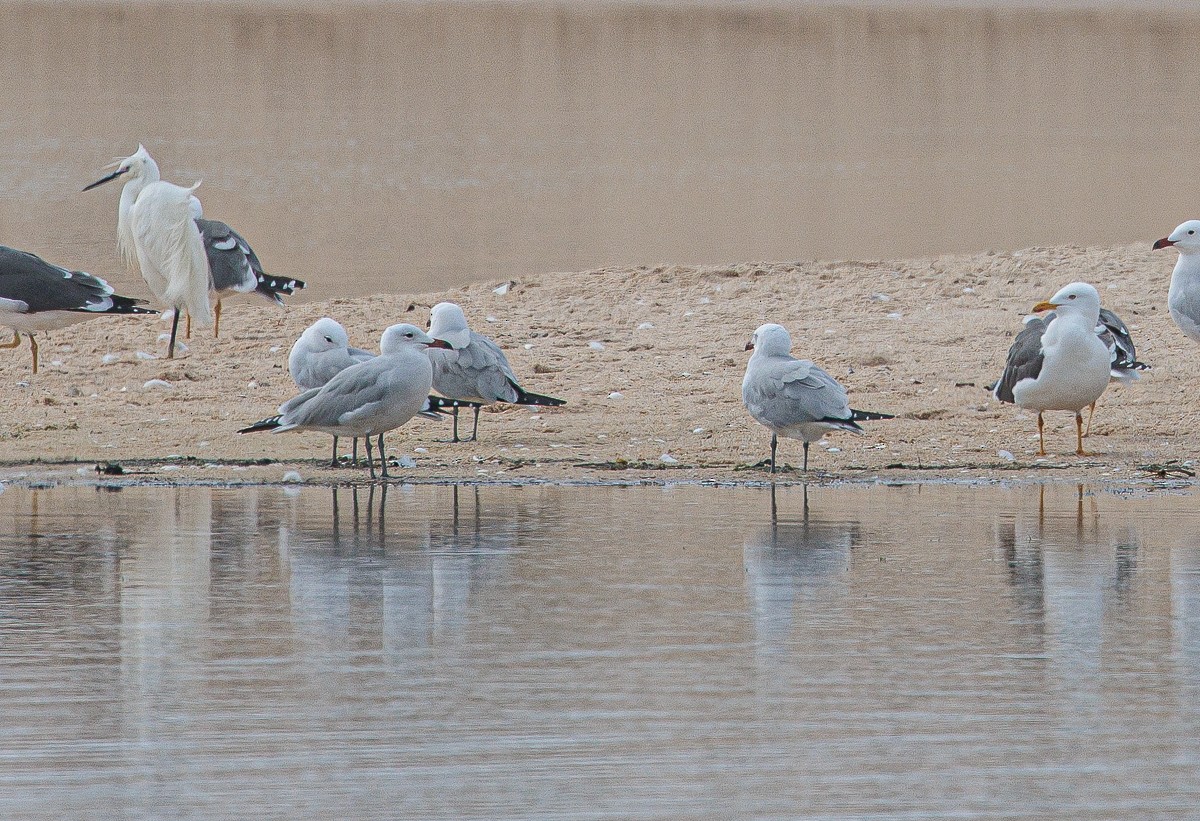 Audouin's Gull - ML425972051