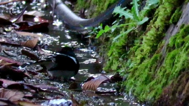 Bornean Forktail - ML425975401