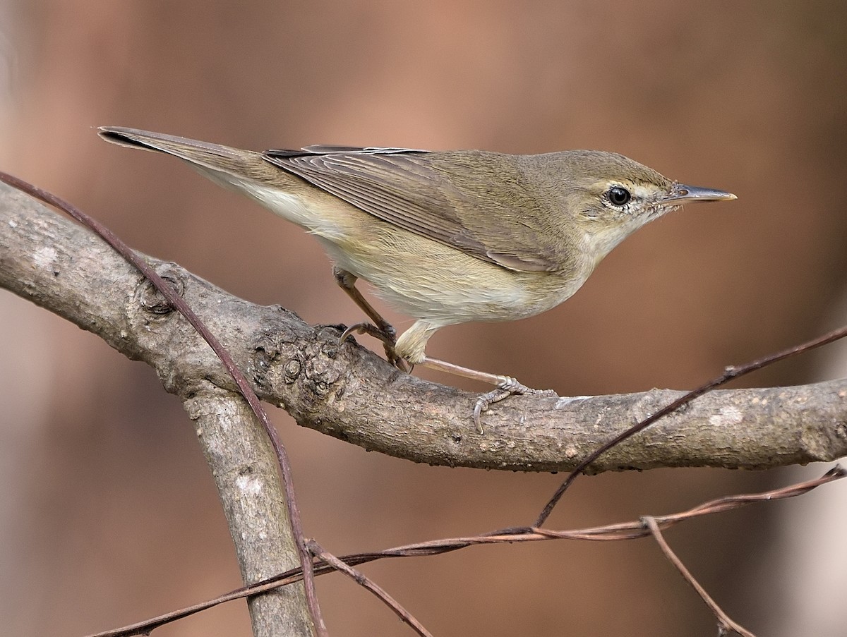 Blyth's Reed Warbler - ML425976911