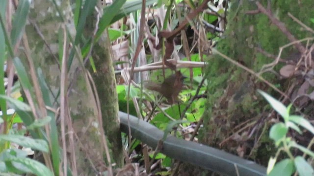 Gray-throated Babbler - ML425977591