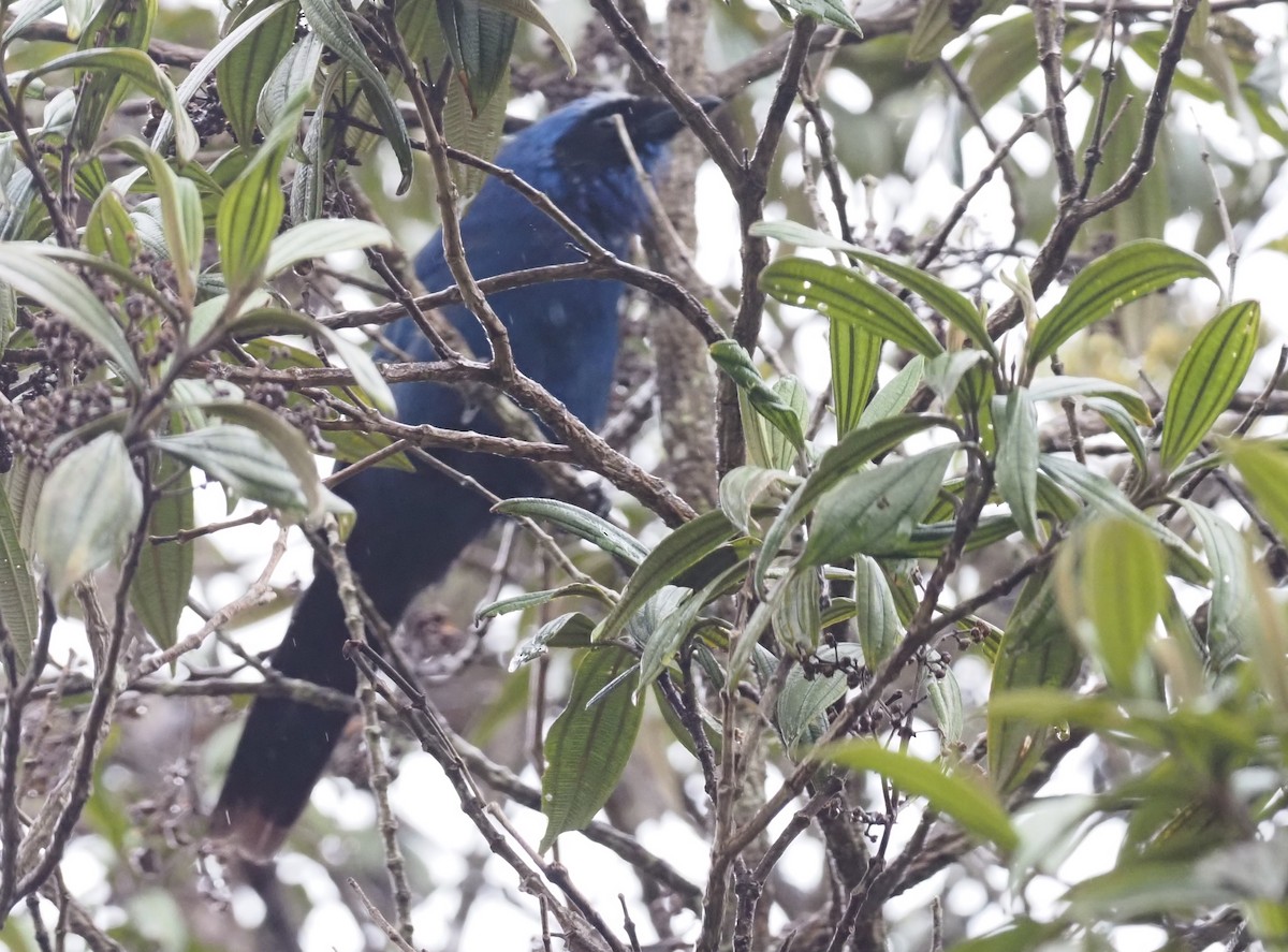 White-collared Jay - ML425977691