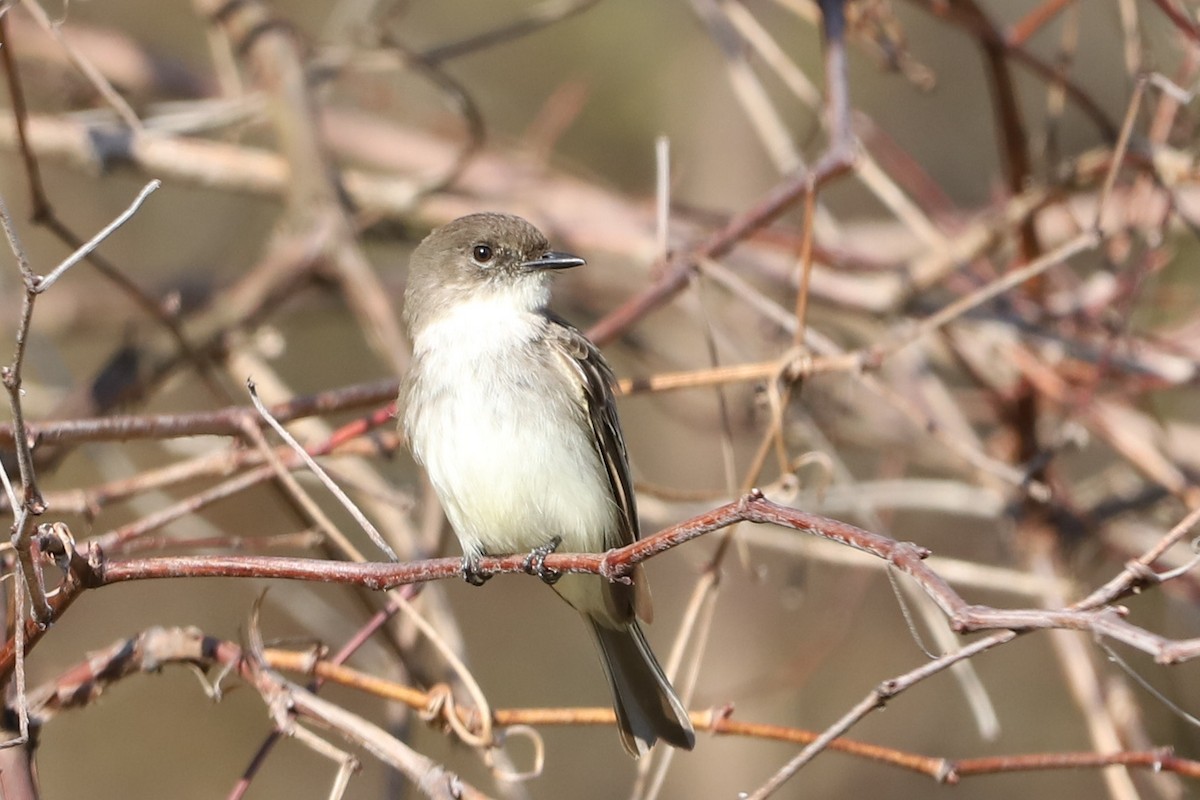 ツキヒメハエトリ - ML425977891