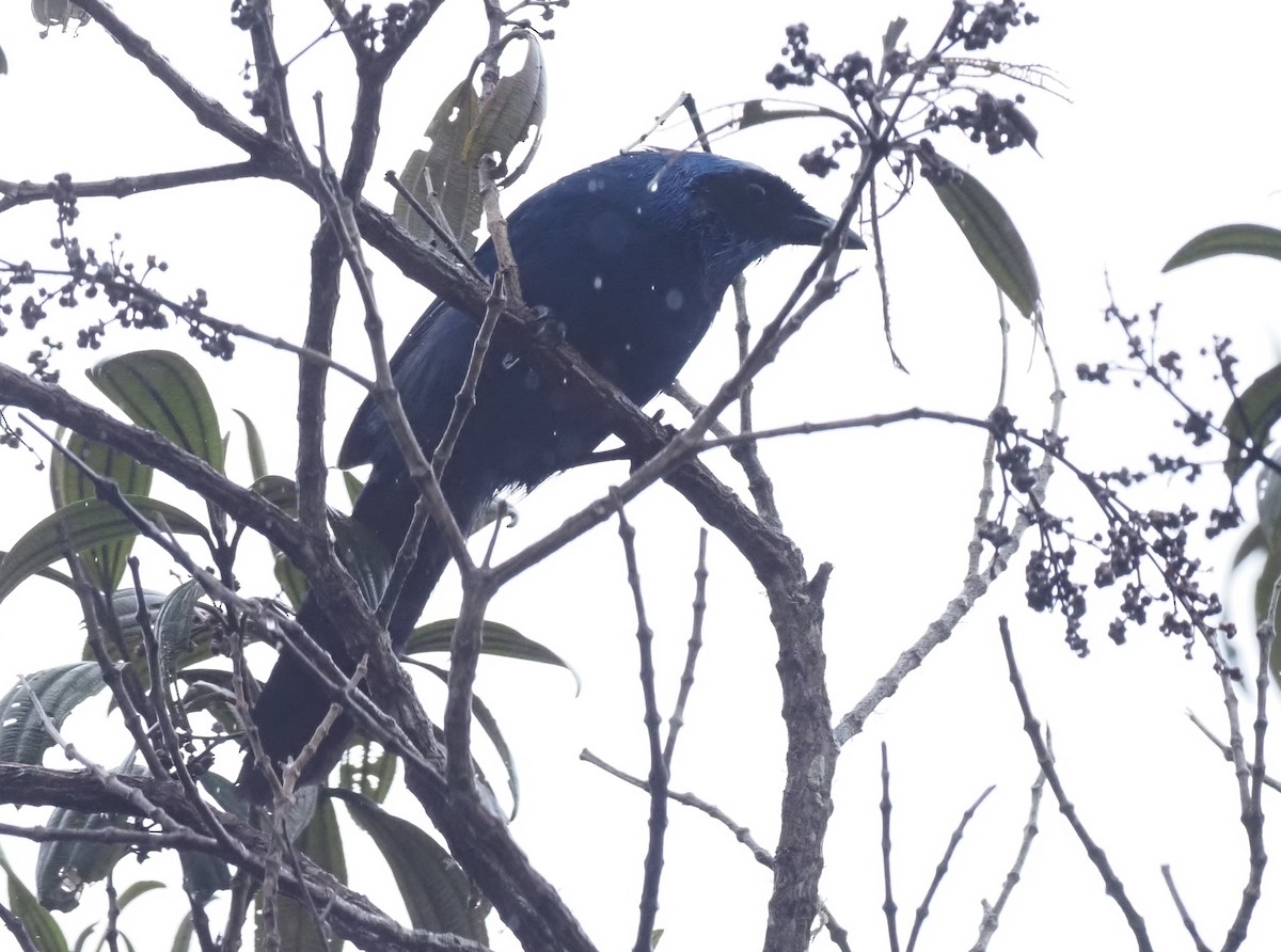 White-collared Jay - ML425978571