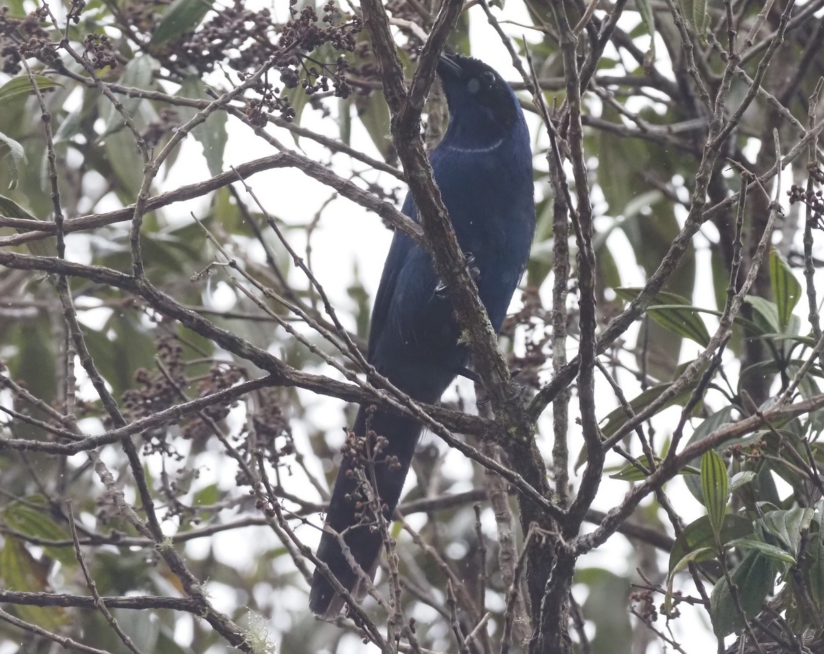 White-collared Jay - ML425979501