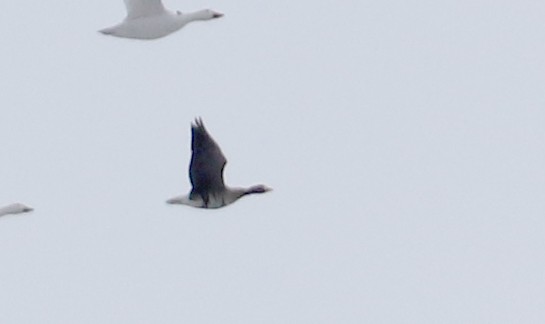 Greater White-fronted Goose - Jay McGowan