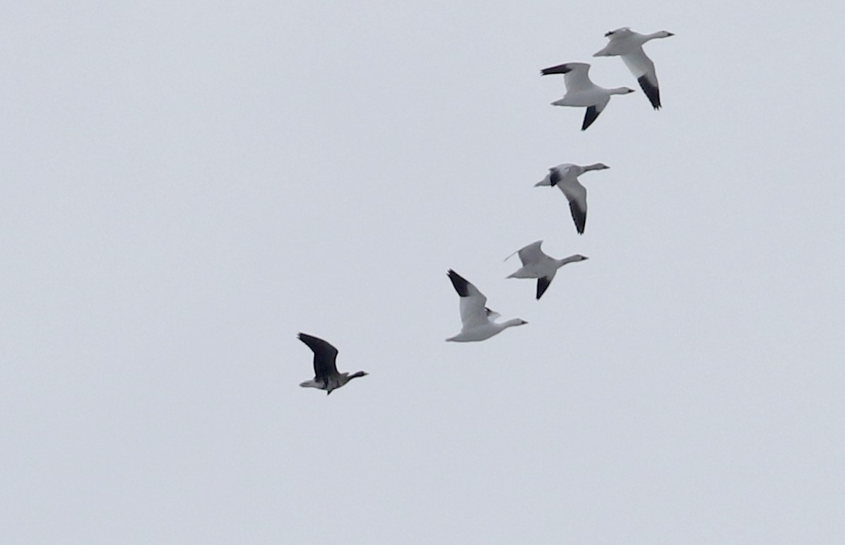 Greater White-fronted Goose - Jay McGowan