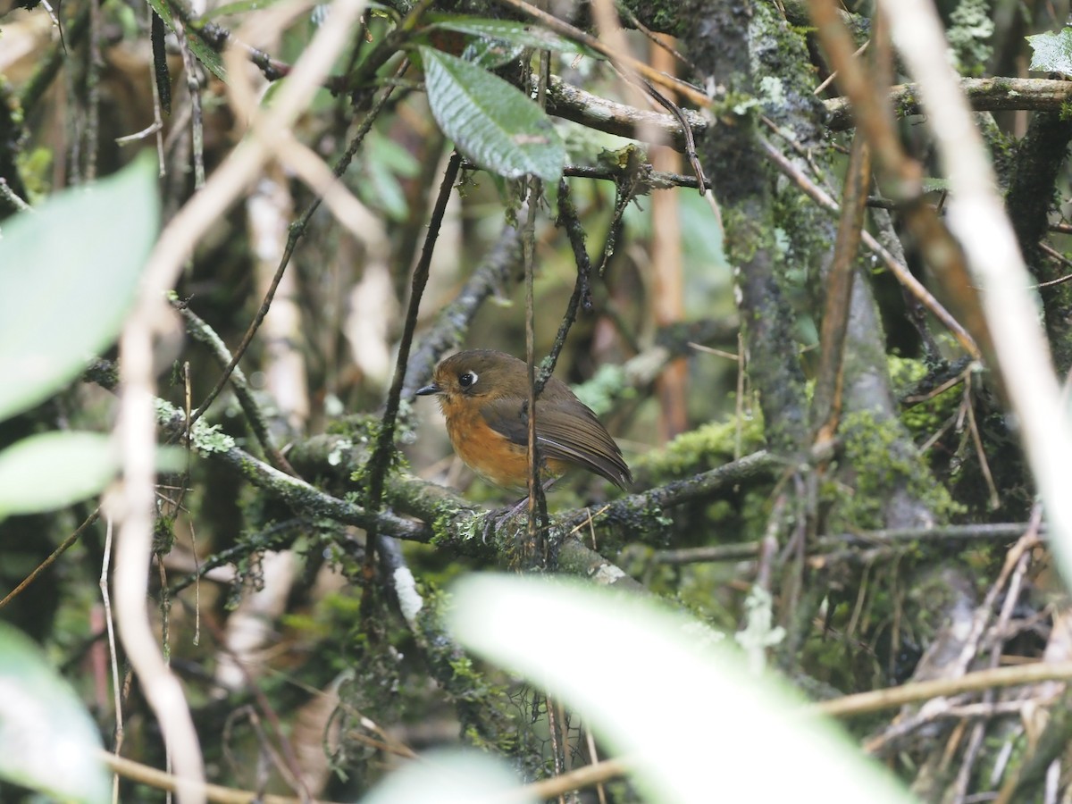 Leymebamba Antpitta - ML425980981