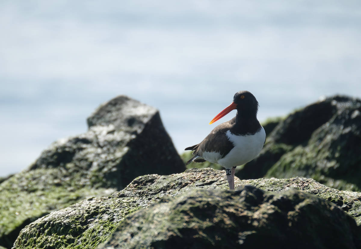 American Oystercatcher - ML425981991