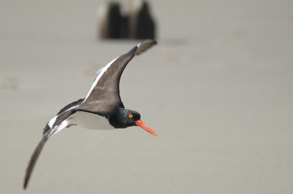 American Oystercatcher - ML425982051