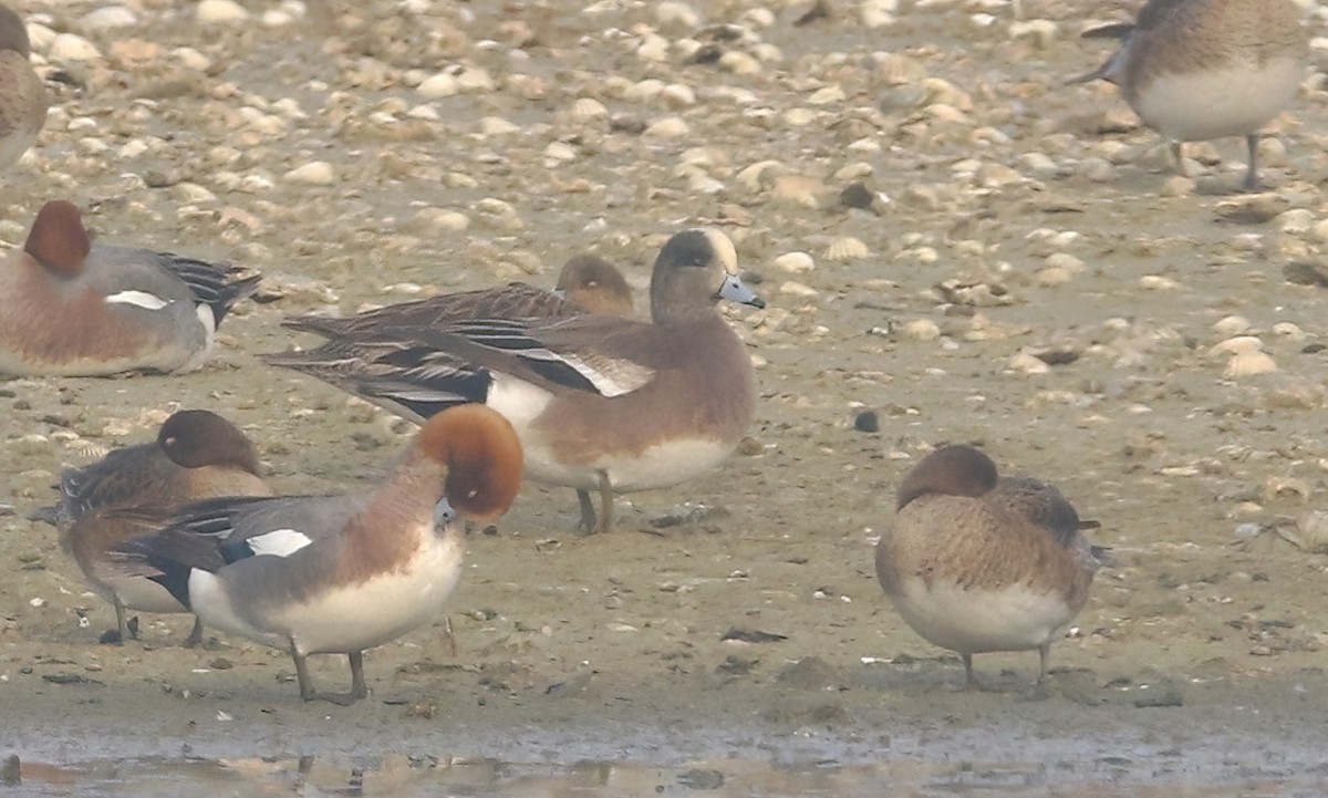 American Wigeon - Yi-Cheng Chen