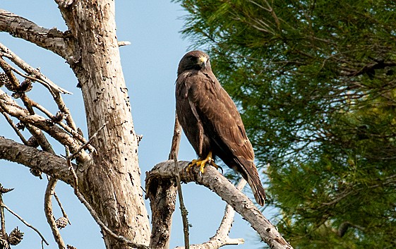 Short-tailed Hawk - Bill Rapai