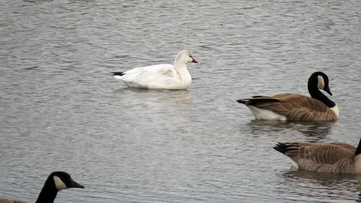 Ross's Goose - ML42598421