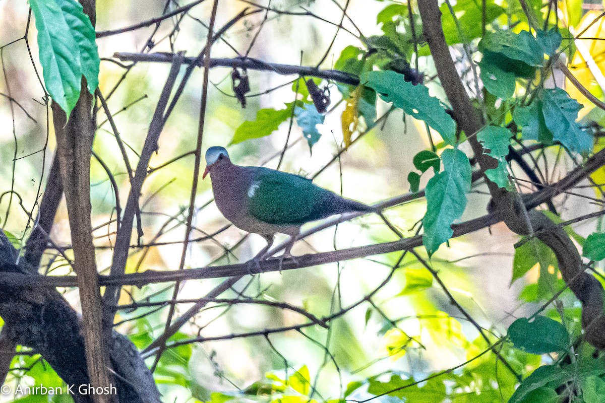 Asian Emerald Dove - ML425985811