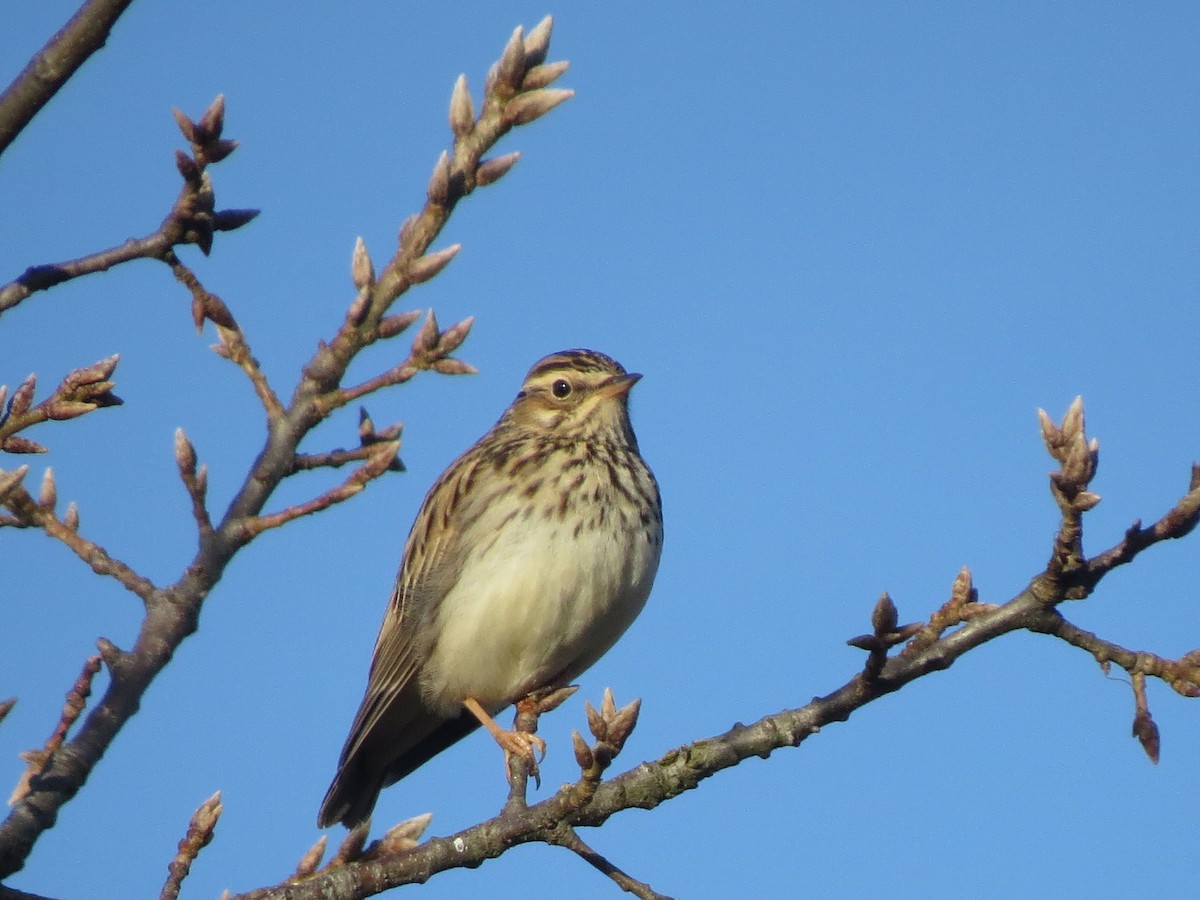 Wood Lark - Manuel Rodríguez Gallego