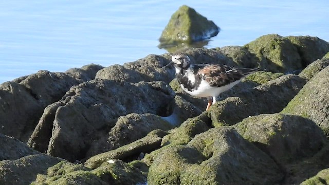 Ruddy Turnstone - ML425988071