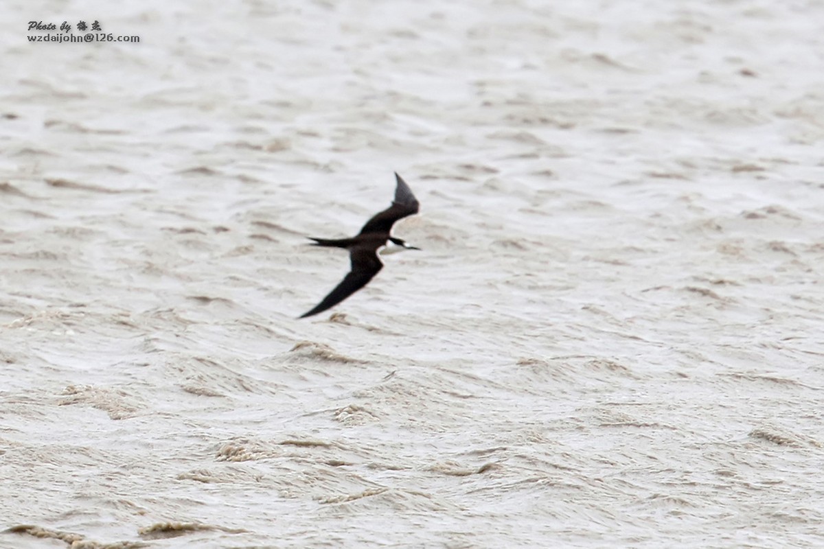 Sooty Tern - ML425988181