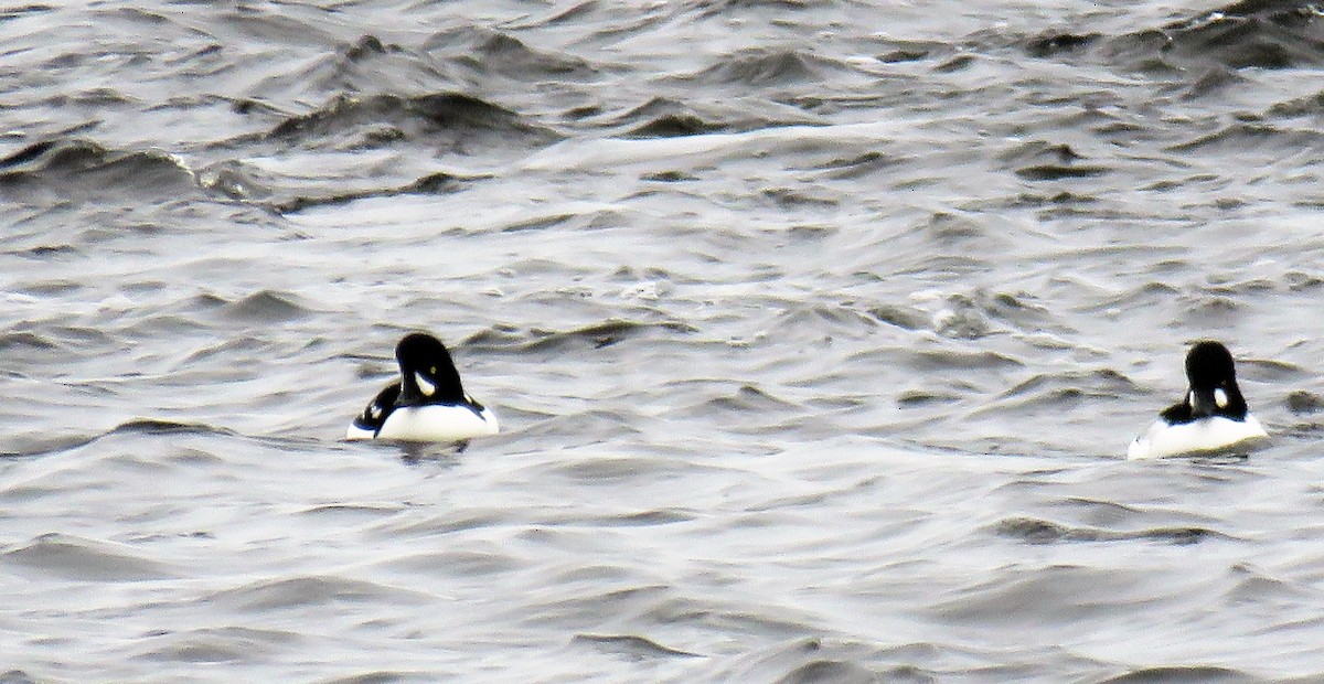 Barrow's Goldeneye - ML425989251