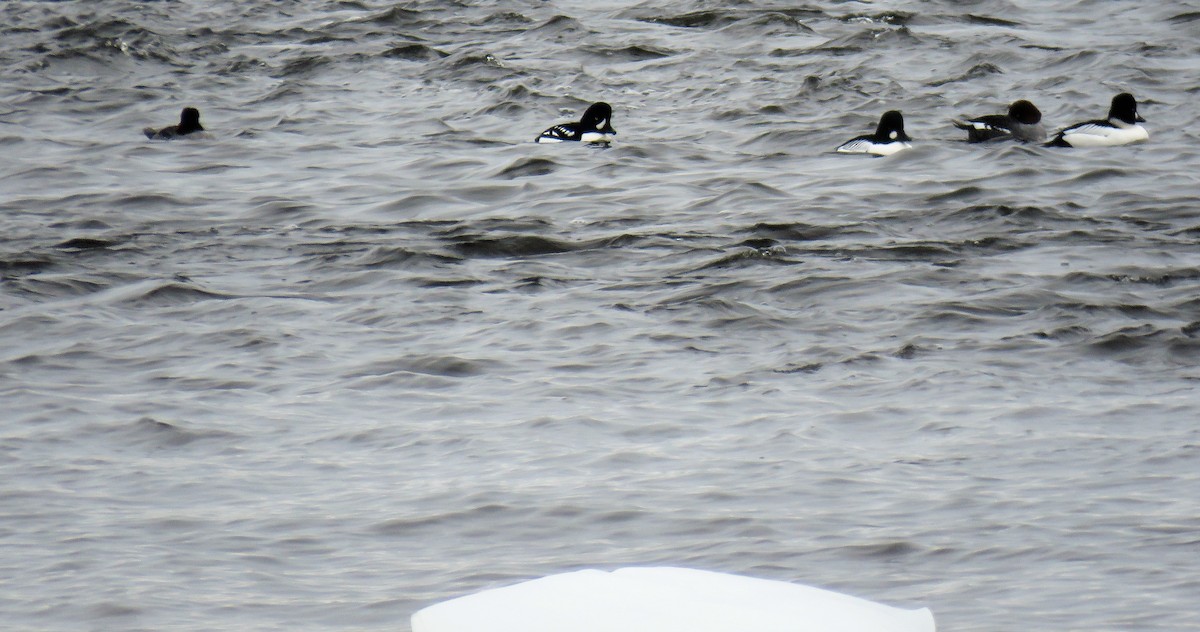 Barrow's Goldeneye - ML425989491