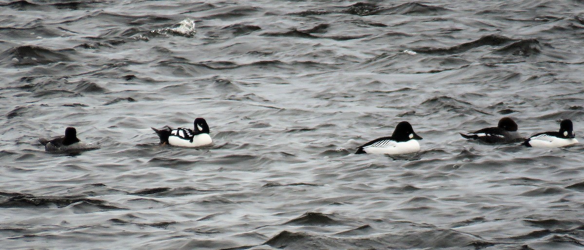 Barrow's Goldeneye - ML425989591